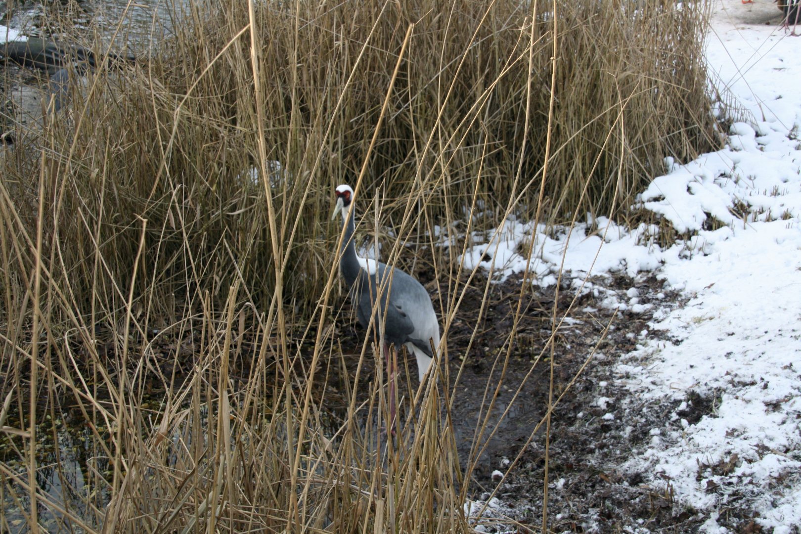 White-naped crane