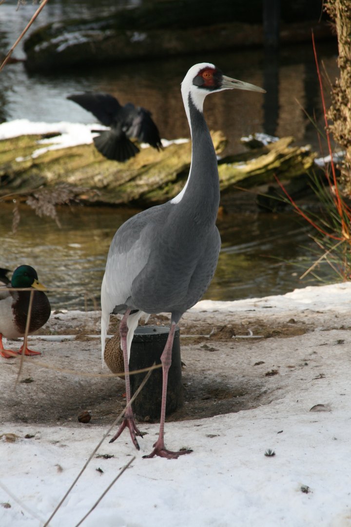 White-naped crane