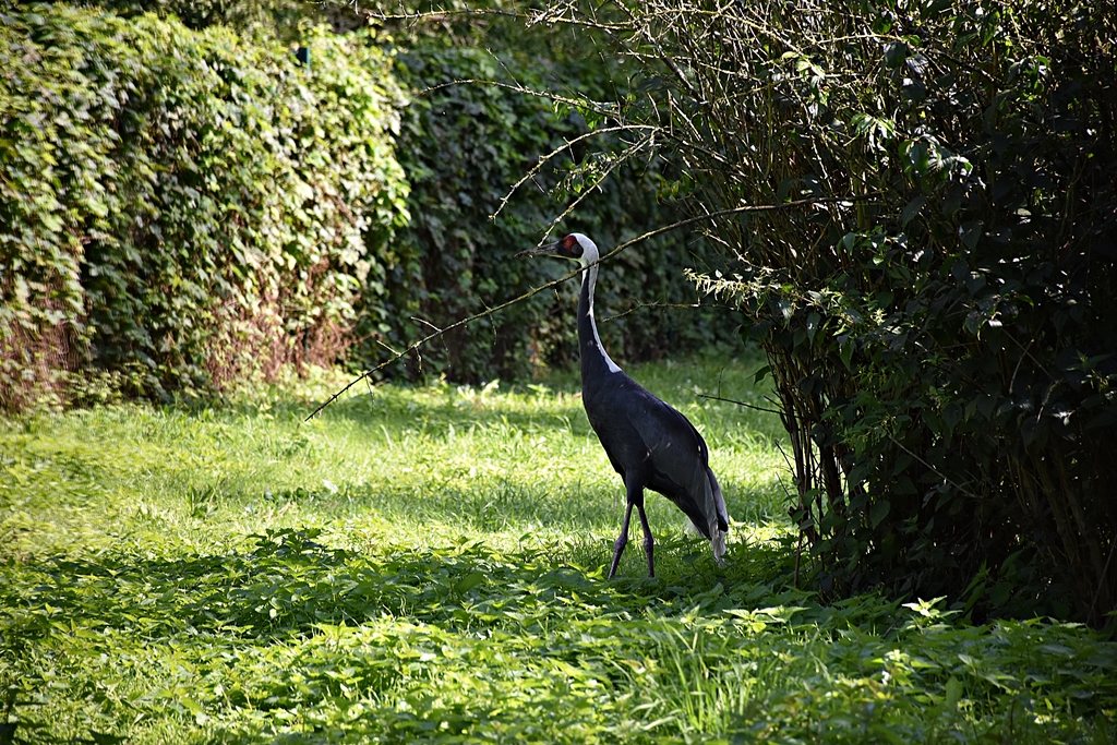 White-naped crane