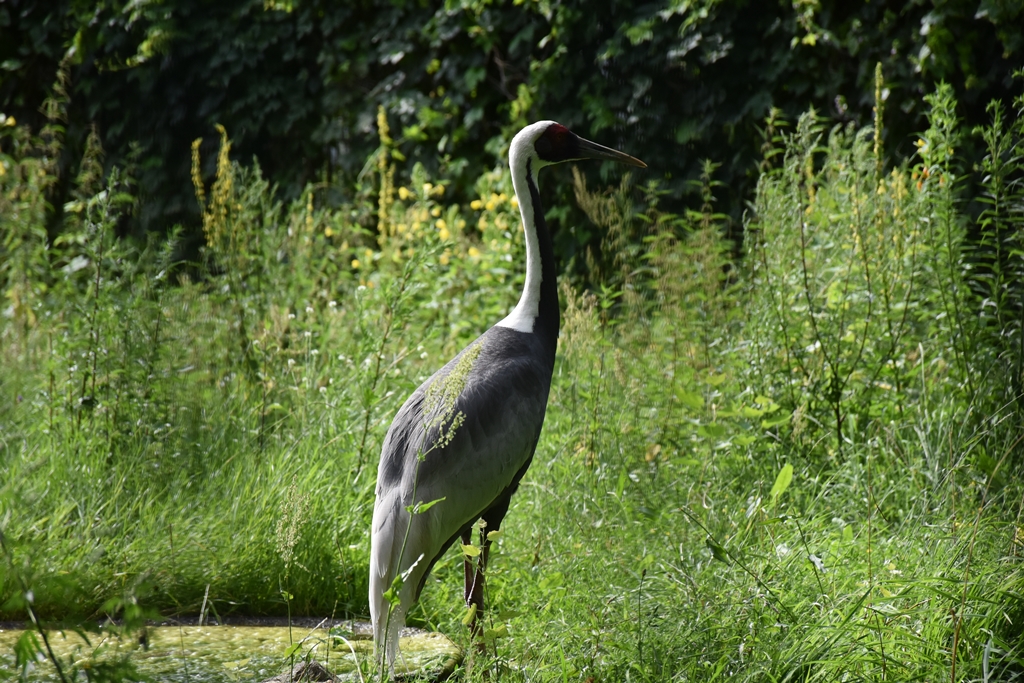 White-naped crane