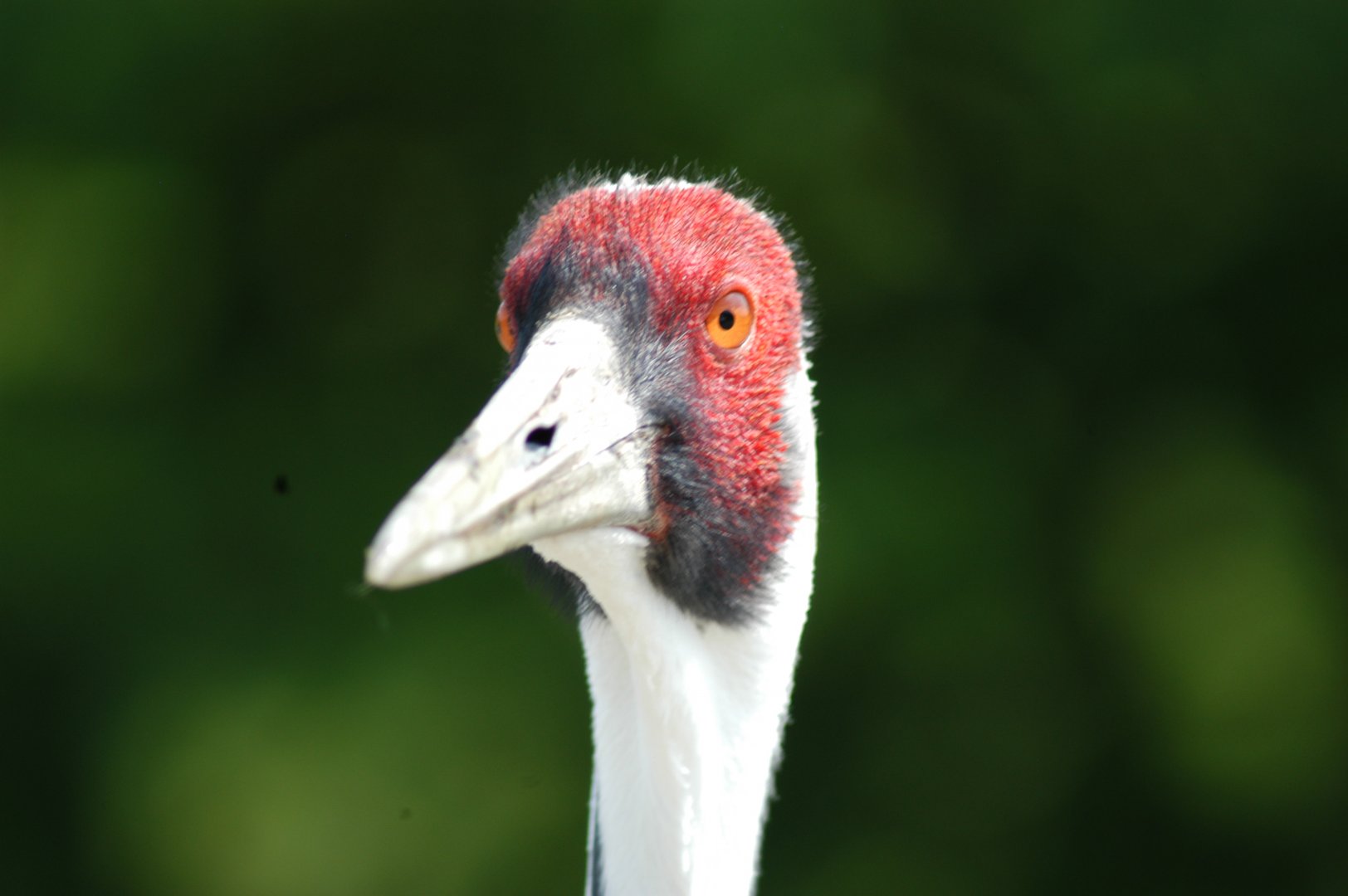 White-naped Crane