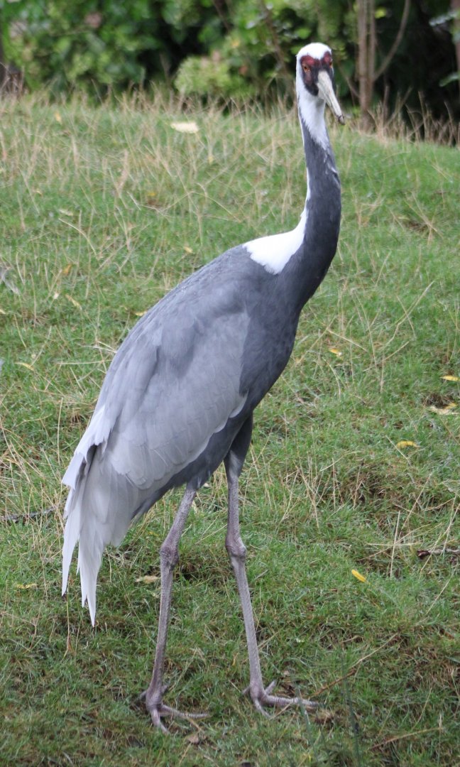 White-naped crane
