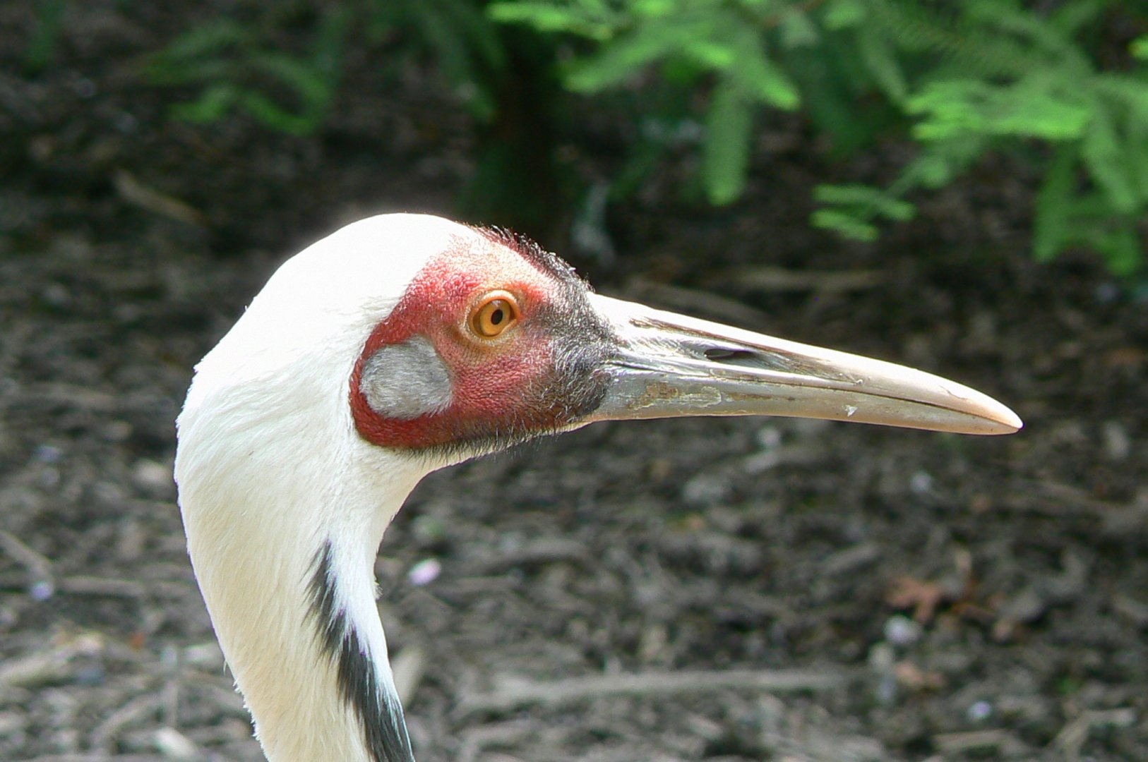 White-naped crane