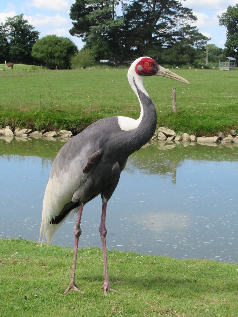 White-naped crane