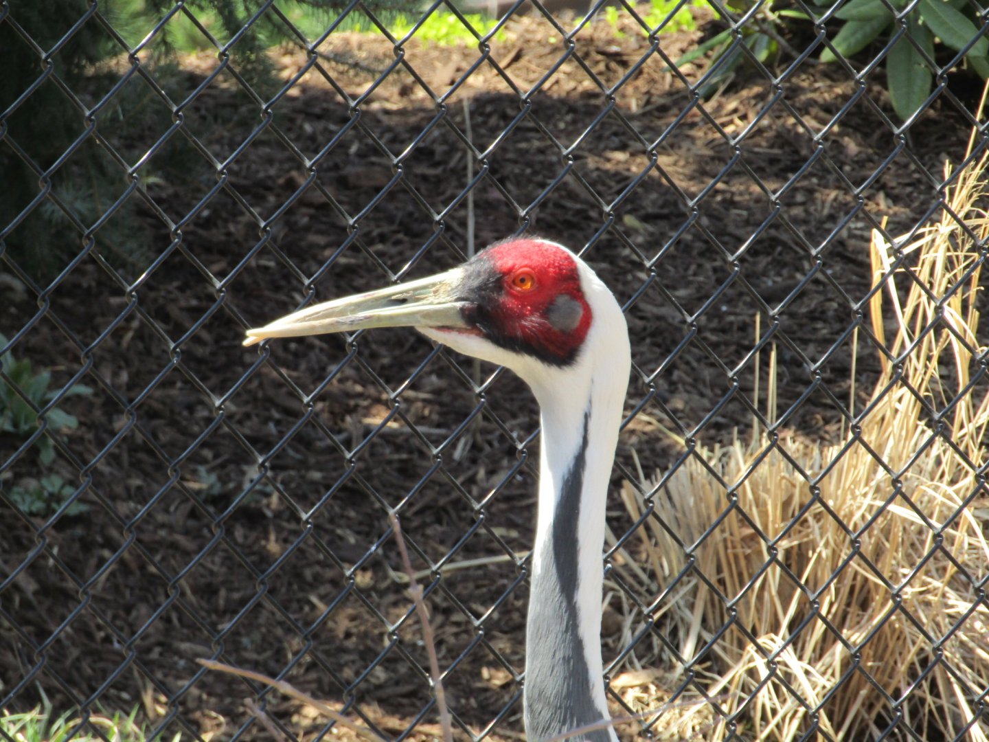 White Naped Crane