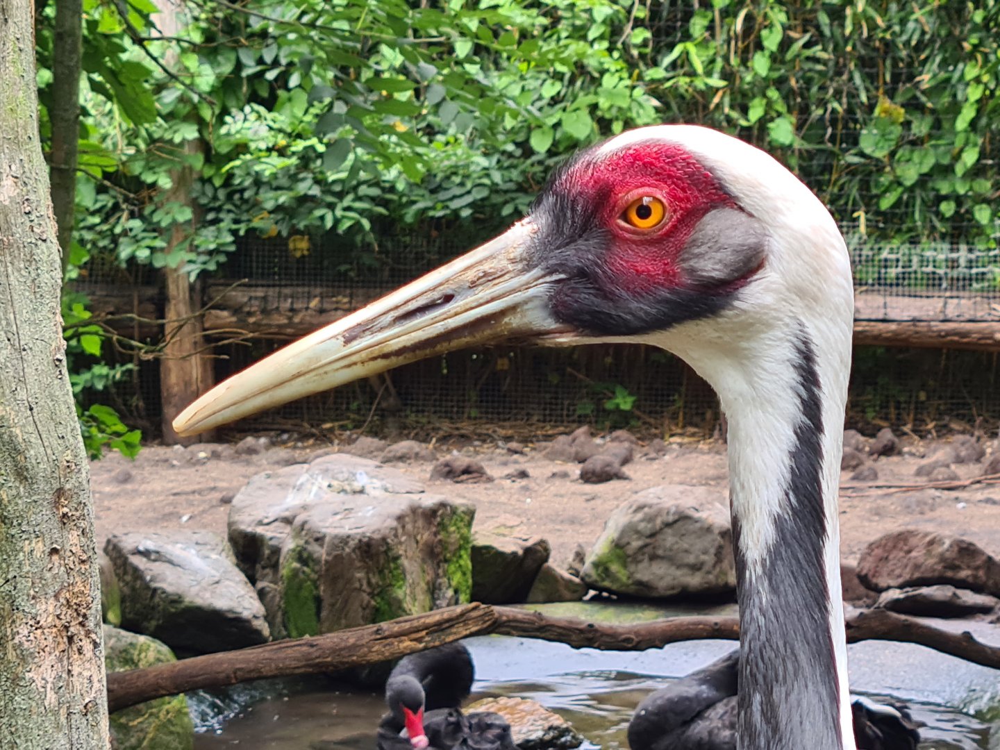 White-naped crane