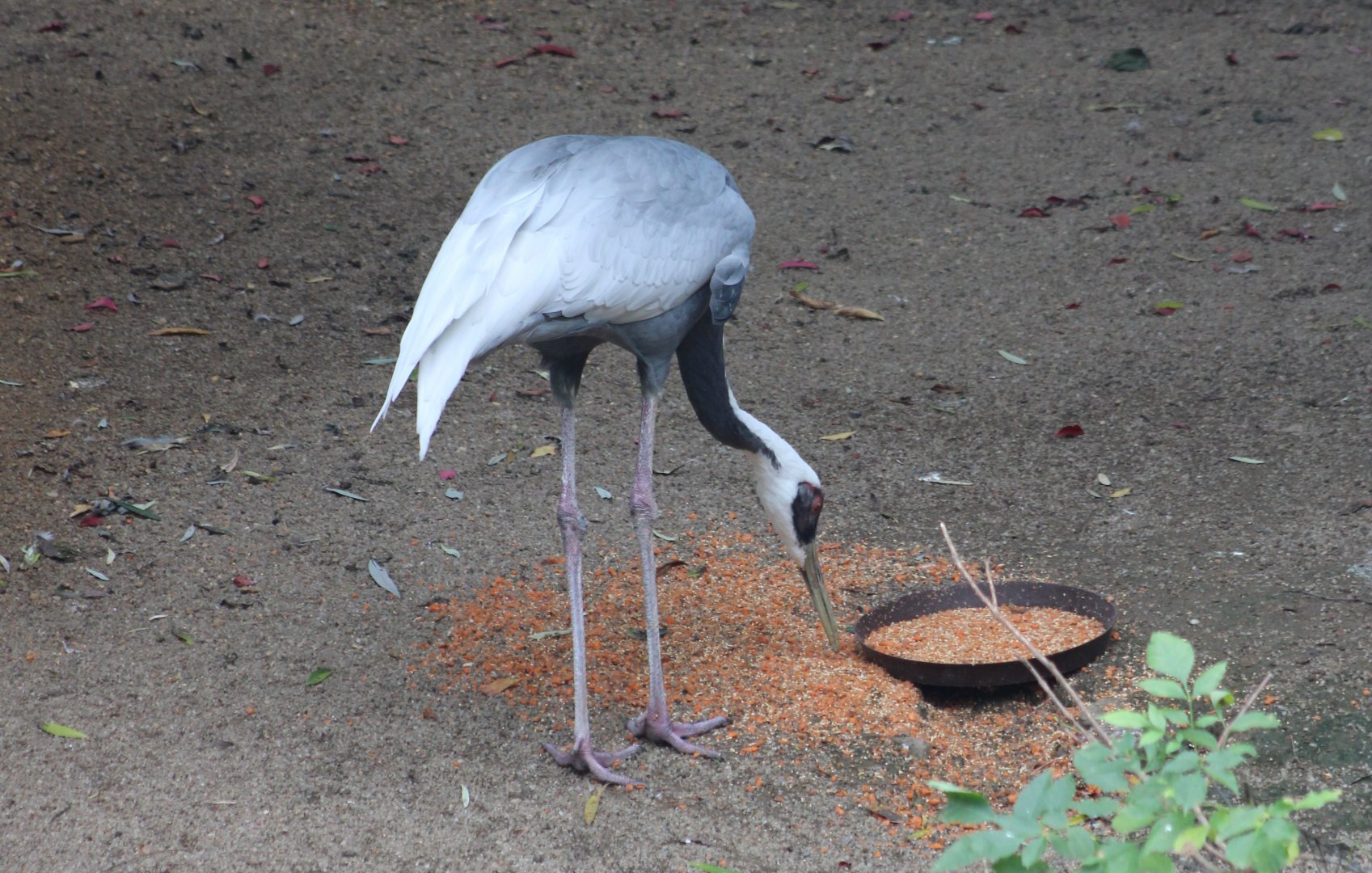 White-naped crane