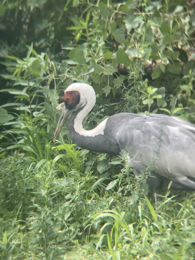 White-naped crane