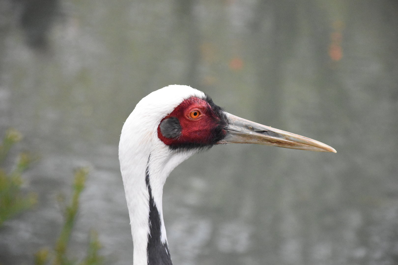 White-naped crane