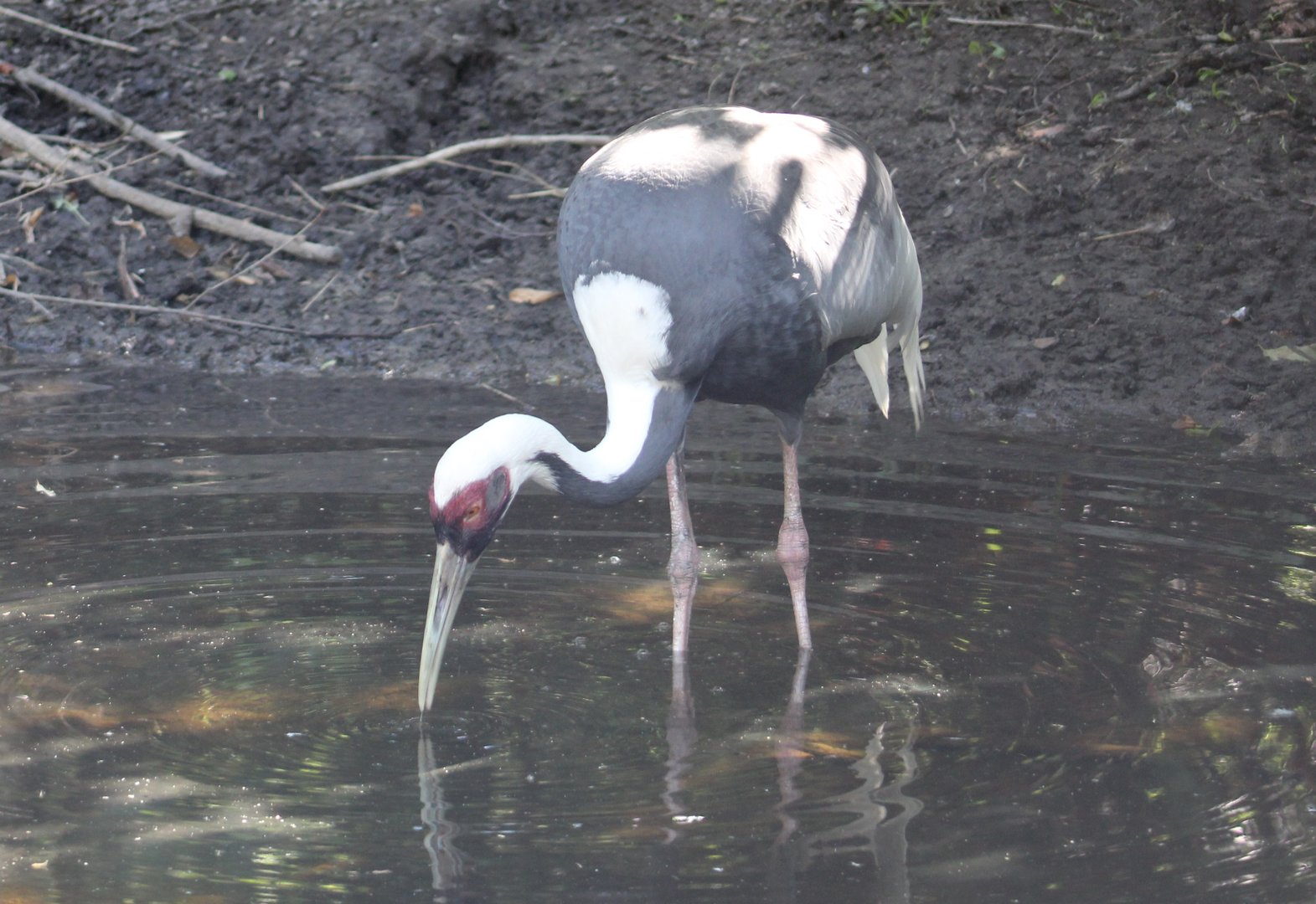 White-naped crane