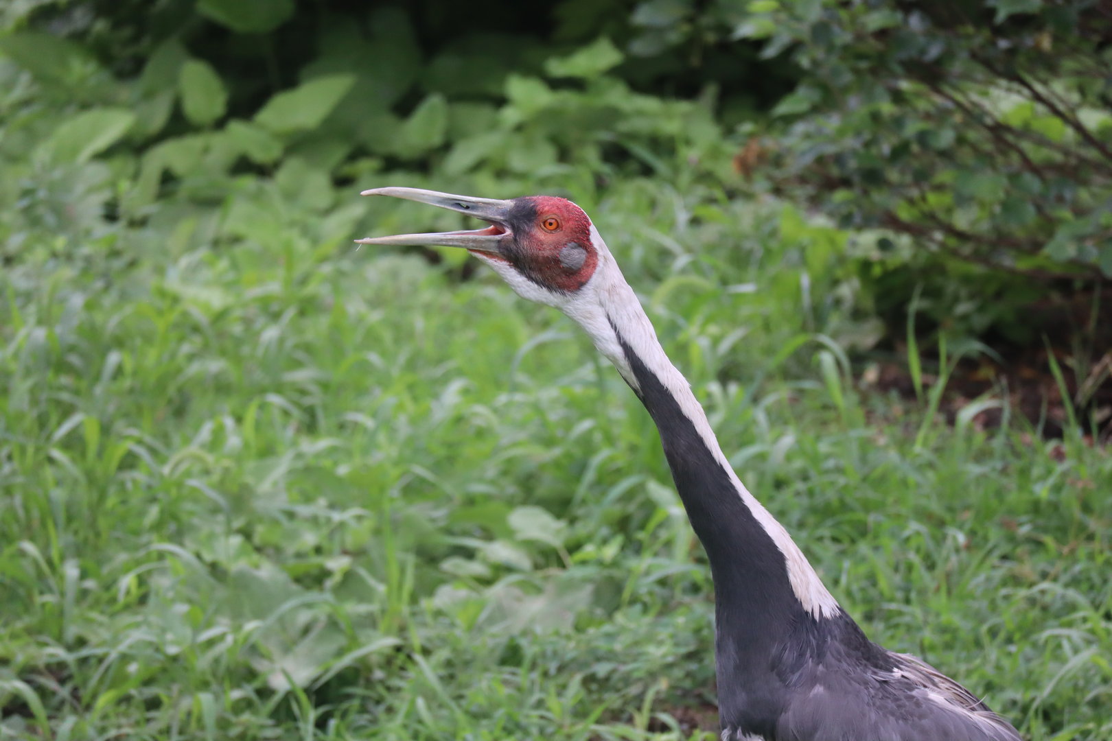 White Naped Crane