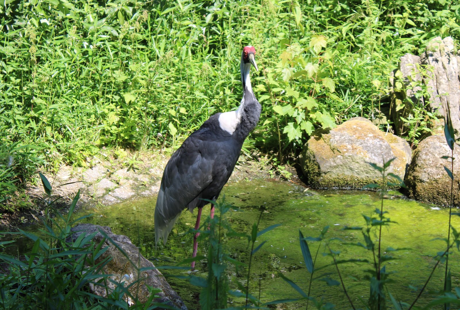 White-naped crane