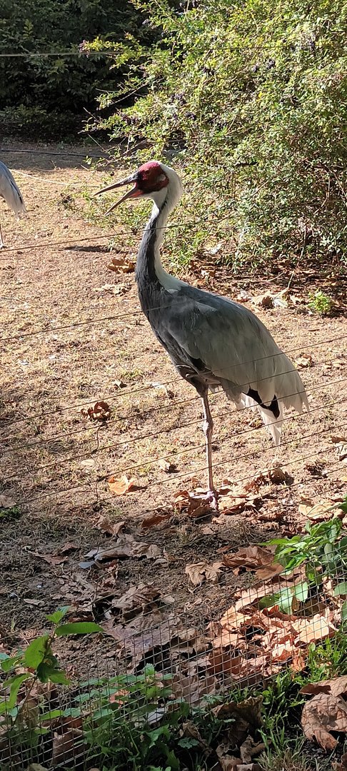 White naped Crane