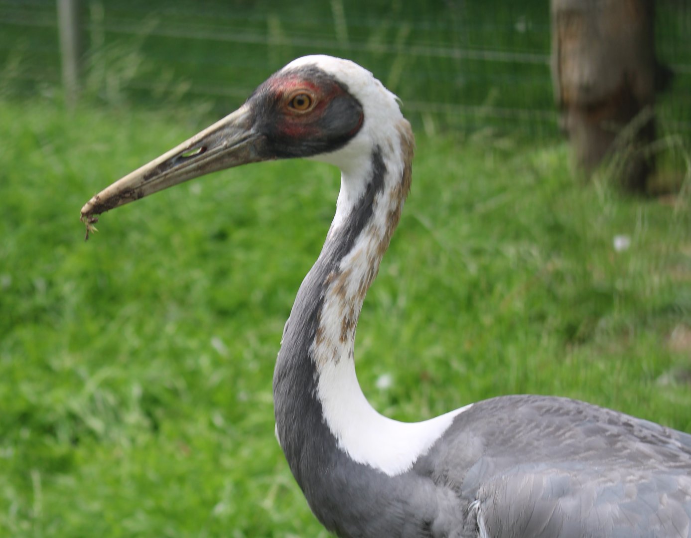 White-naped crane