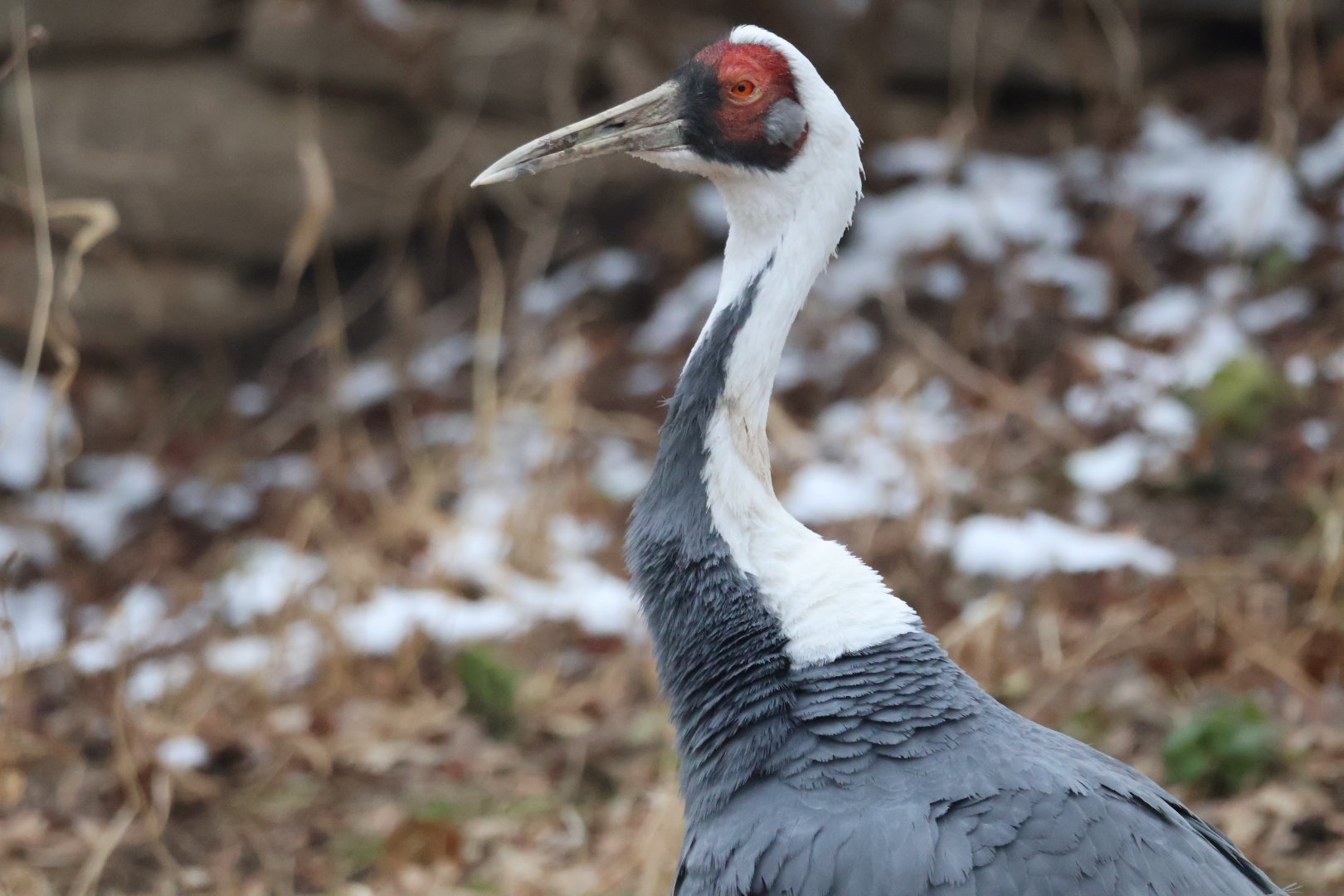 White Naped Crane
