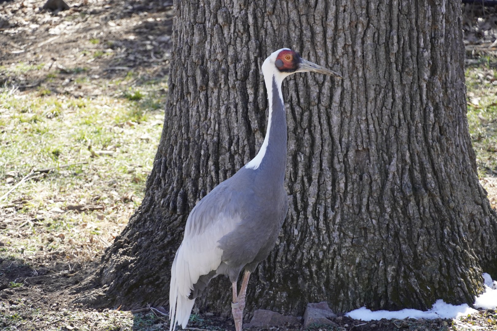 White-Naped Crane