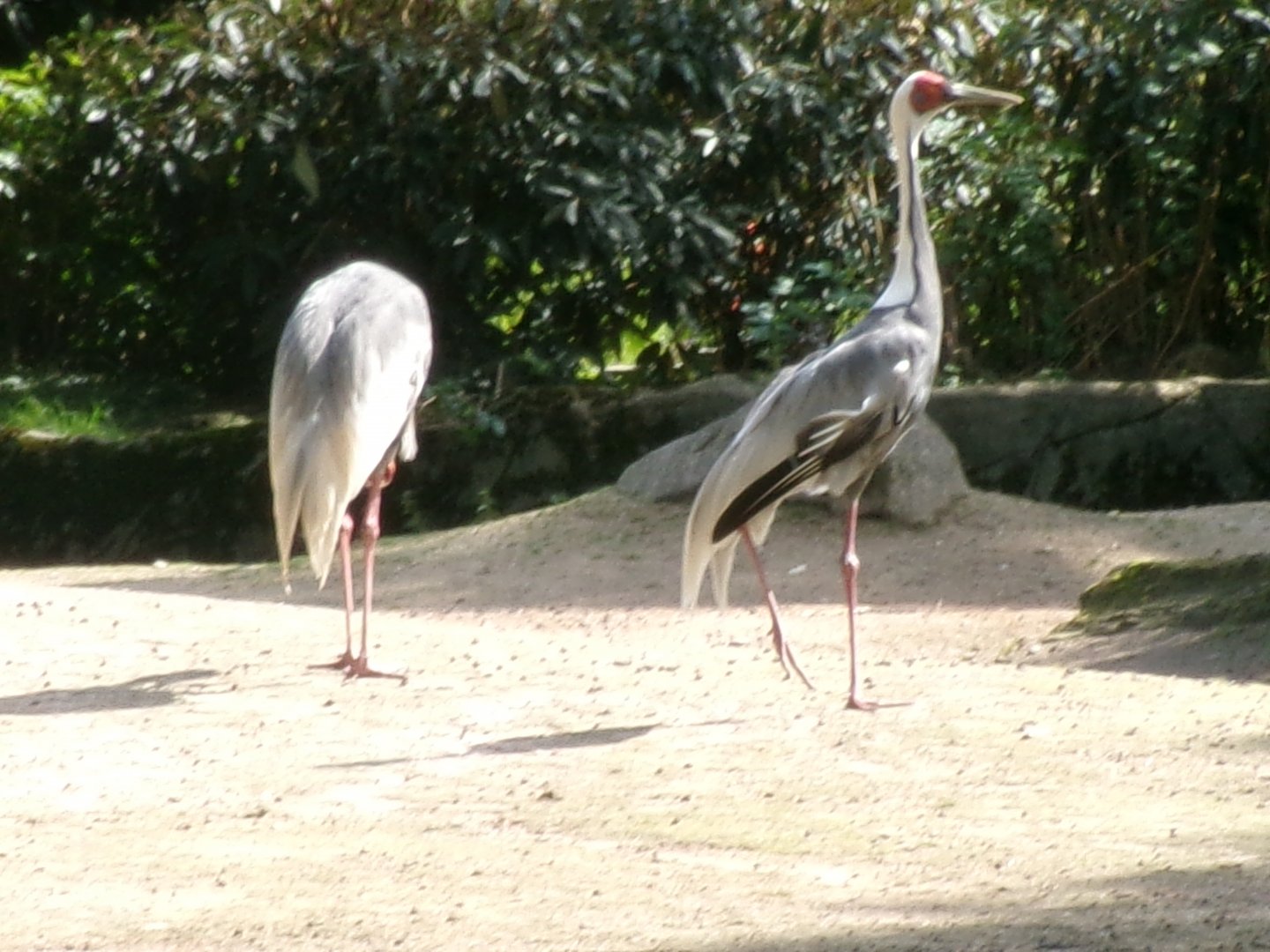 White-naped crane
