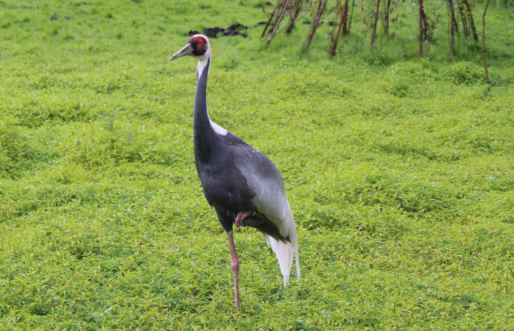 White-naped crane