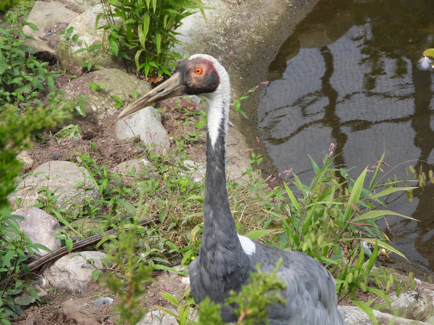 White-naped crane