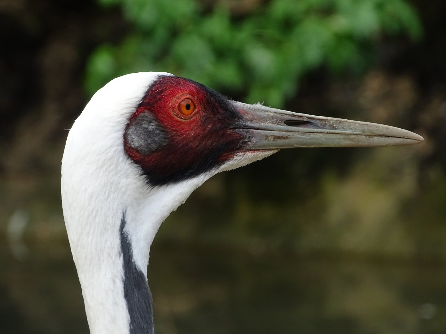 White-naped crane