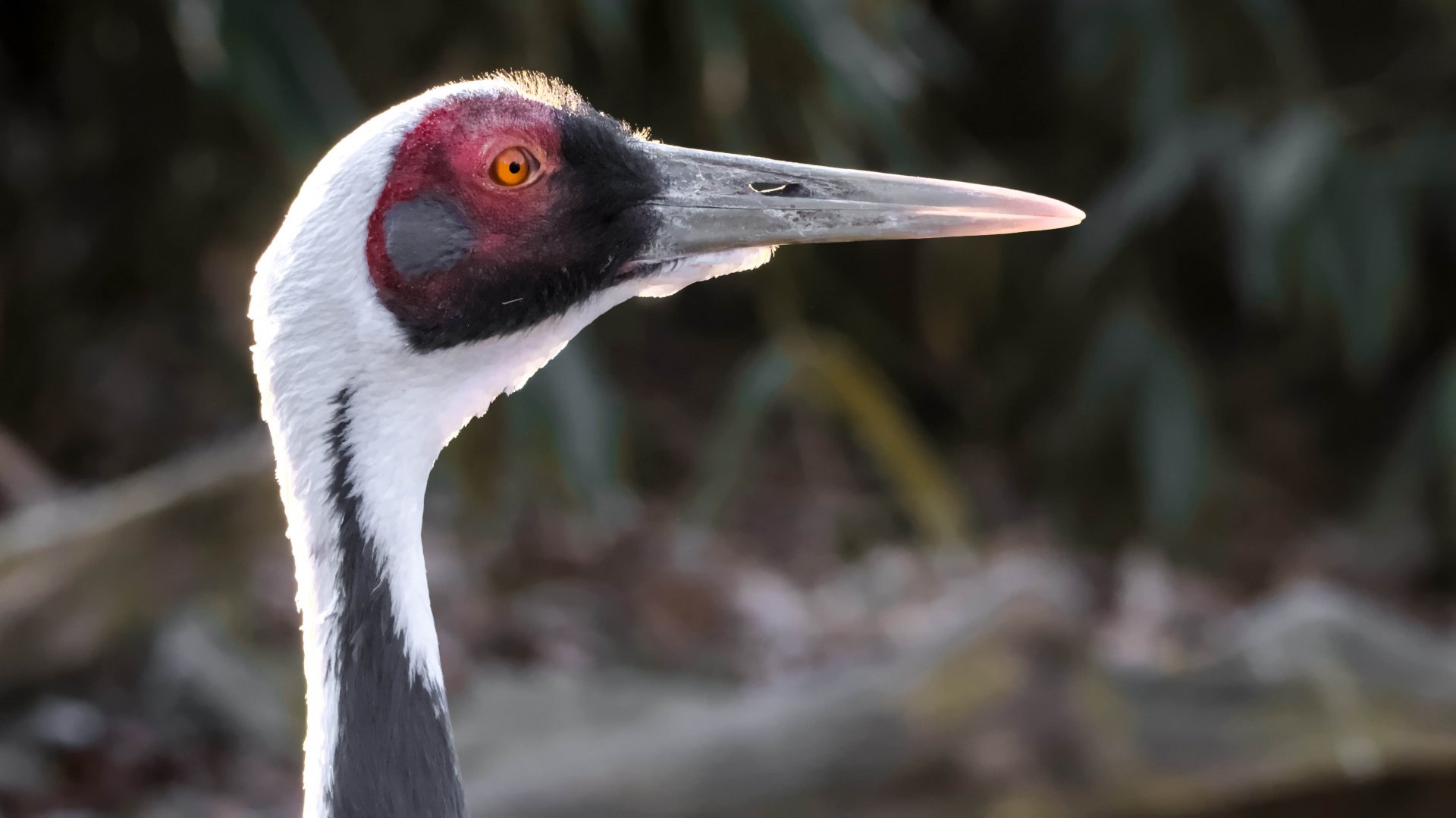 White-naped crane