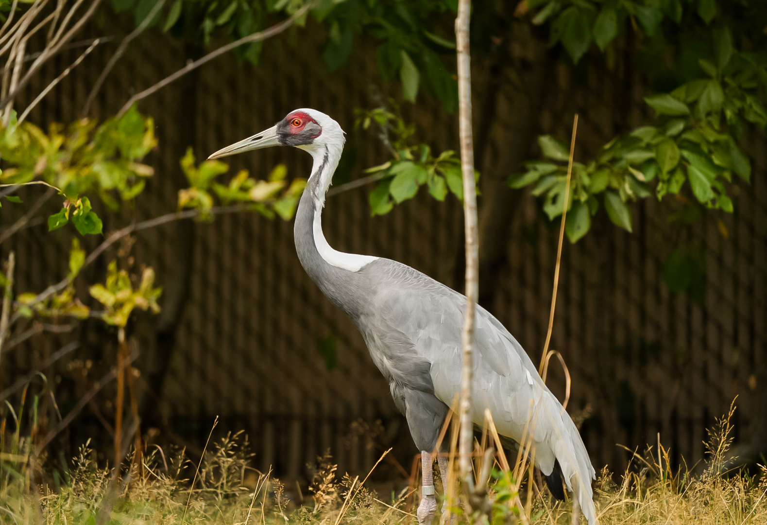 White-naped Crane