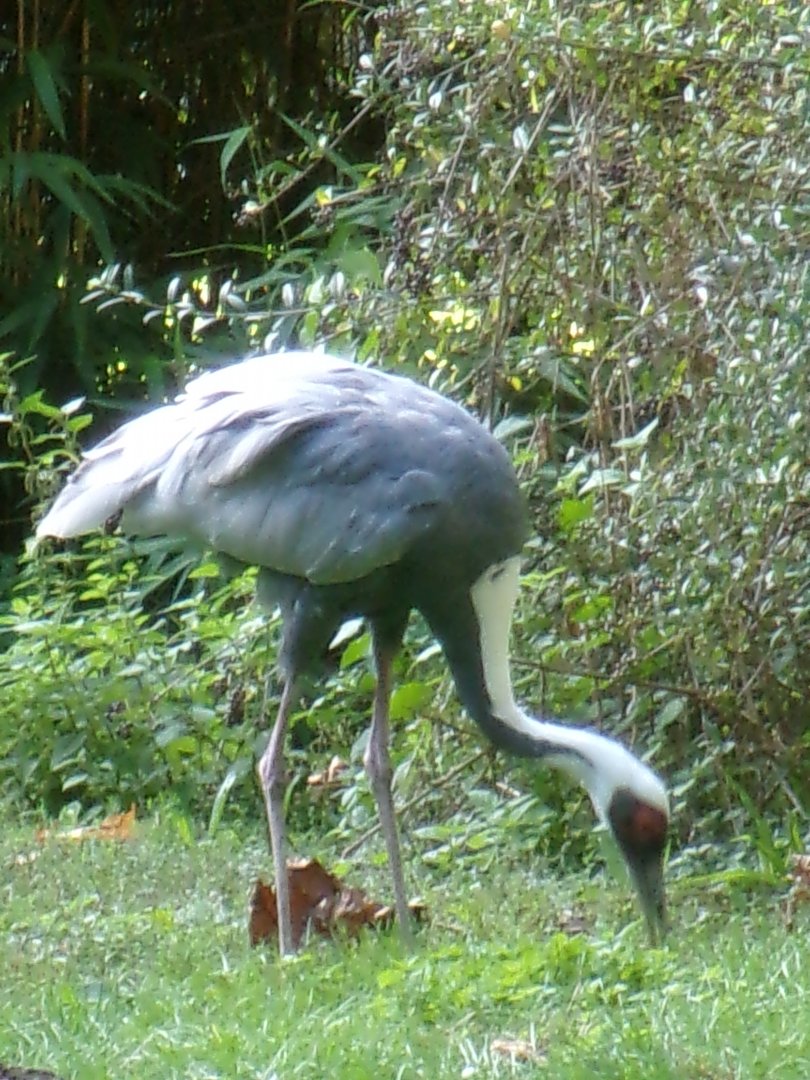 White-naped crane