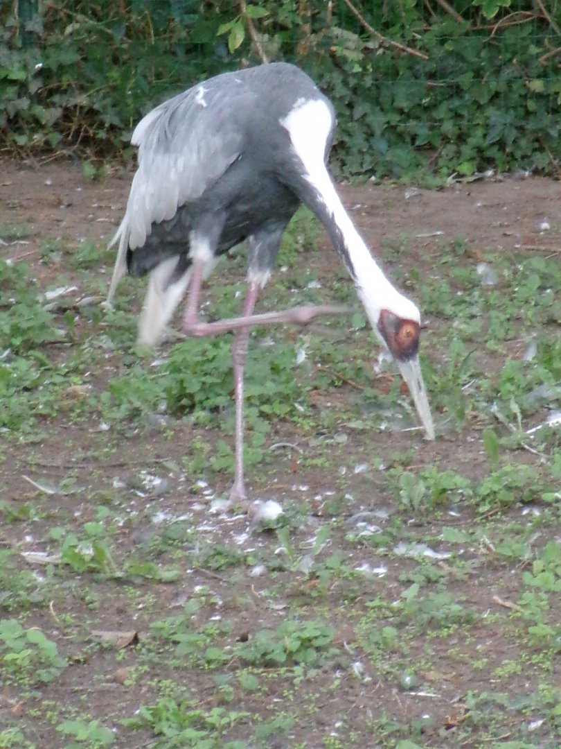 White-naped crane