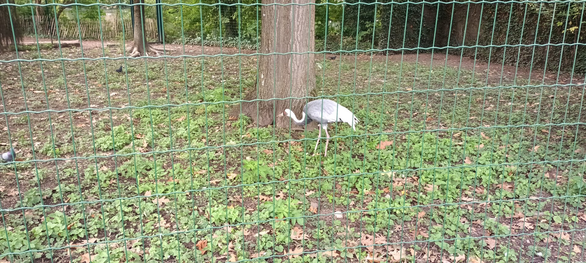White naped Crane