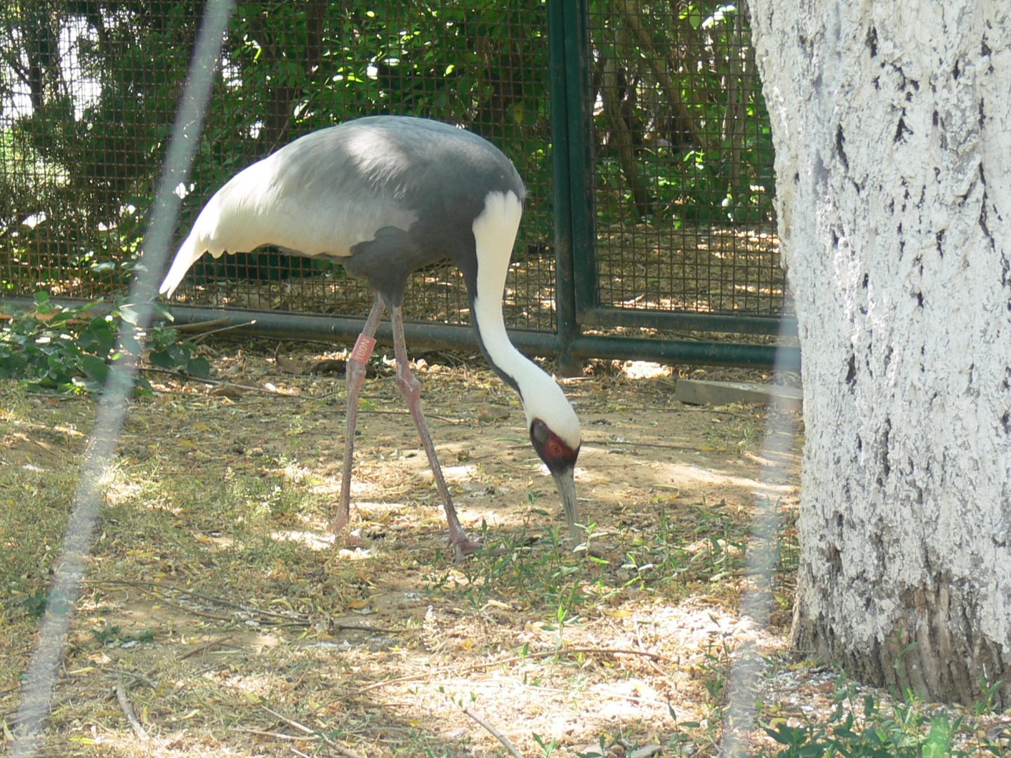 White-naped Crane