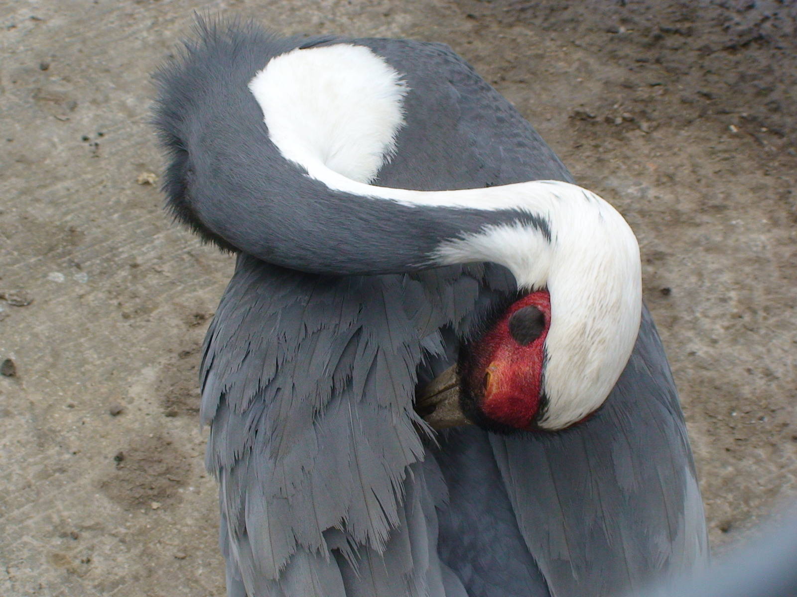White naped crane