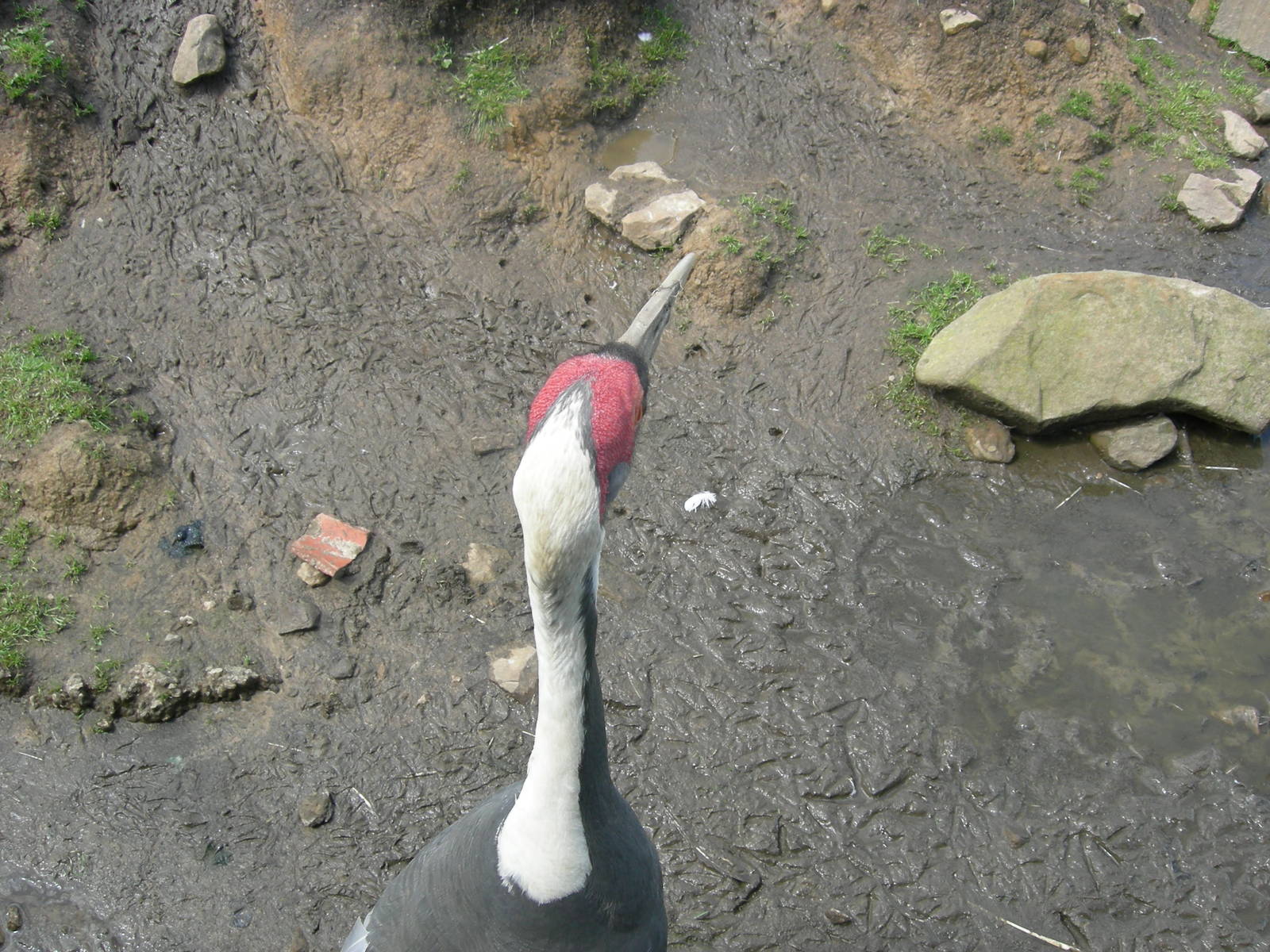 White naped crane