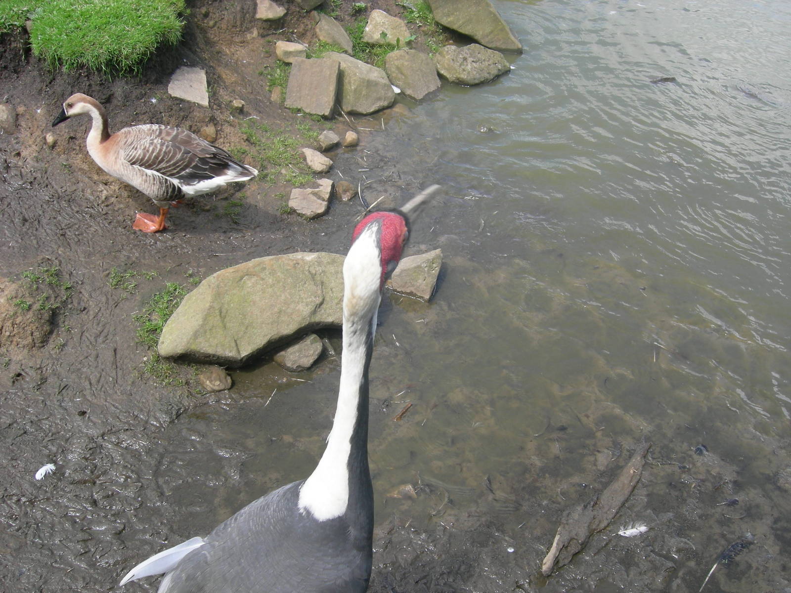 White naped crane