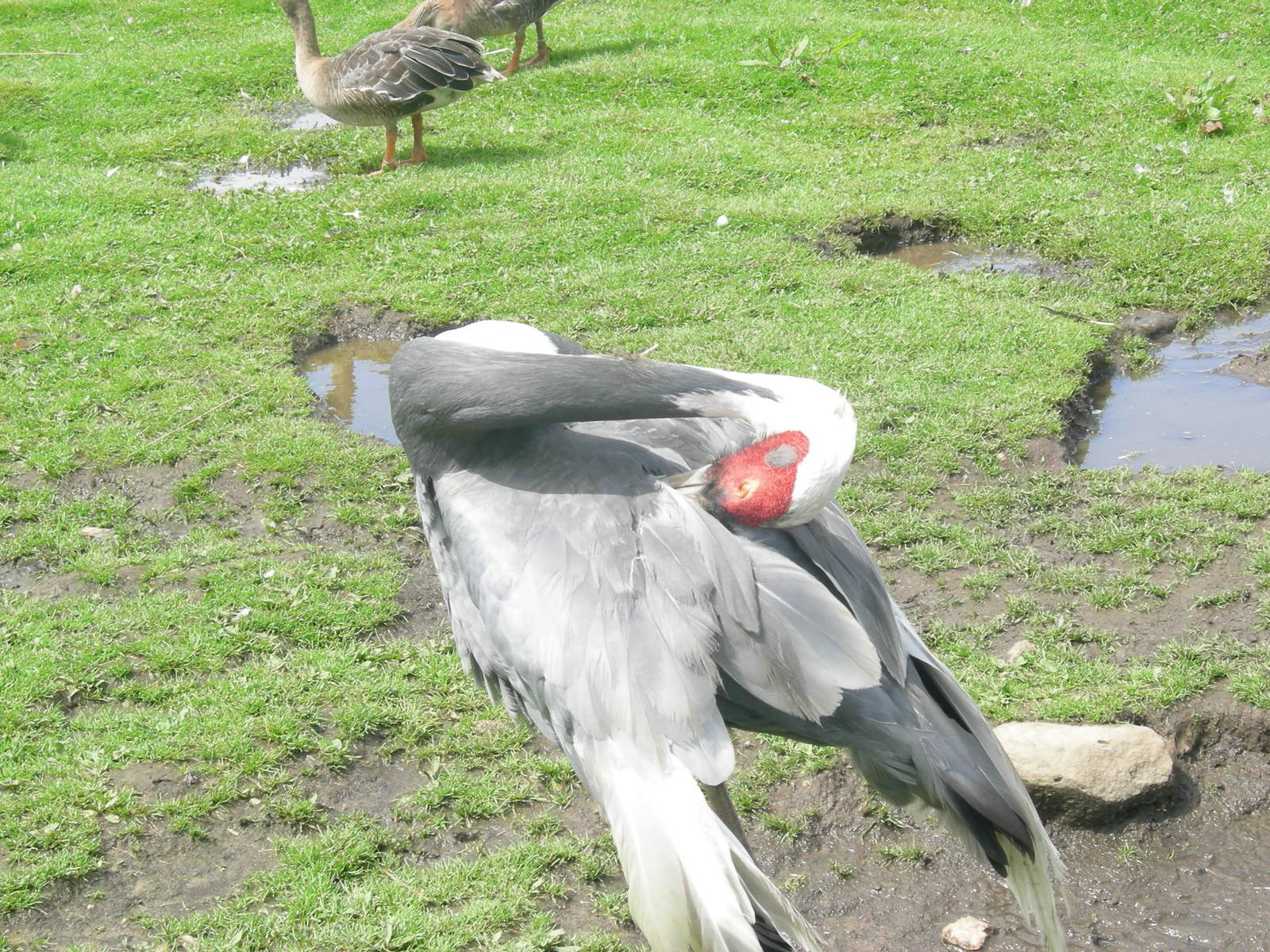 White naped crane