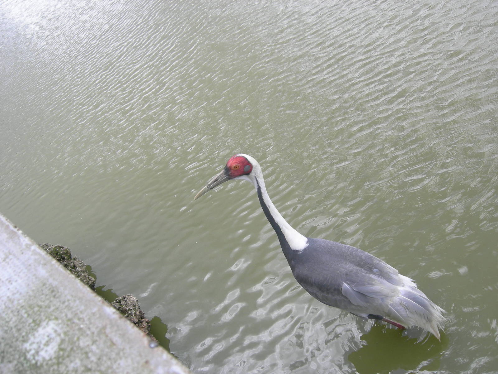 White naped crane