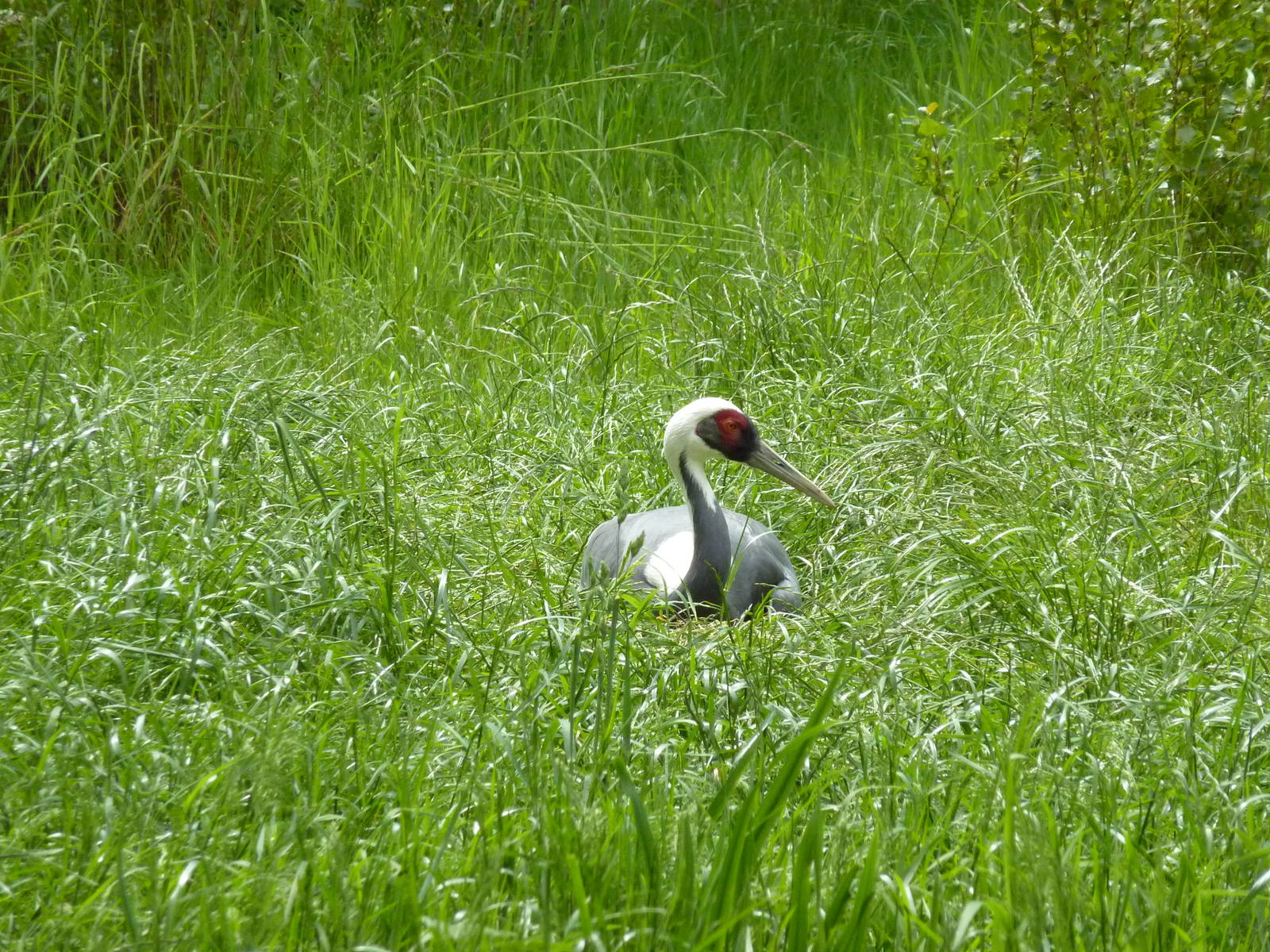 White-Naped Crane