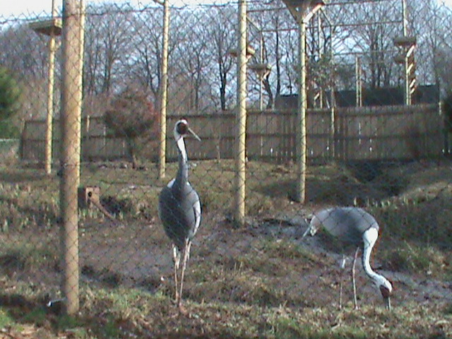 white-naped cranes 200211