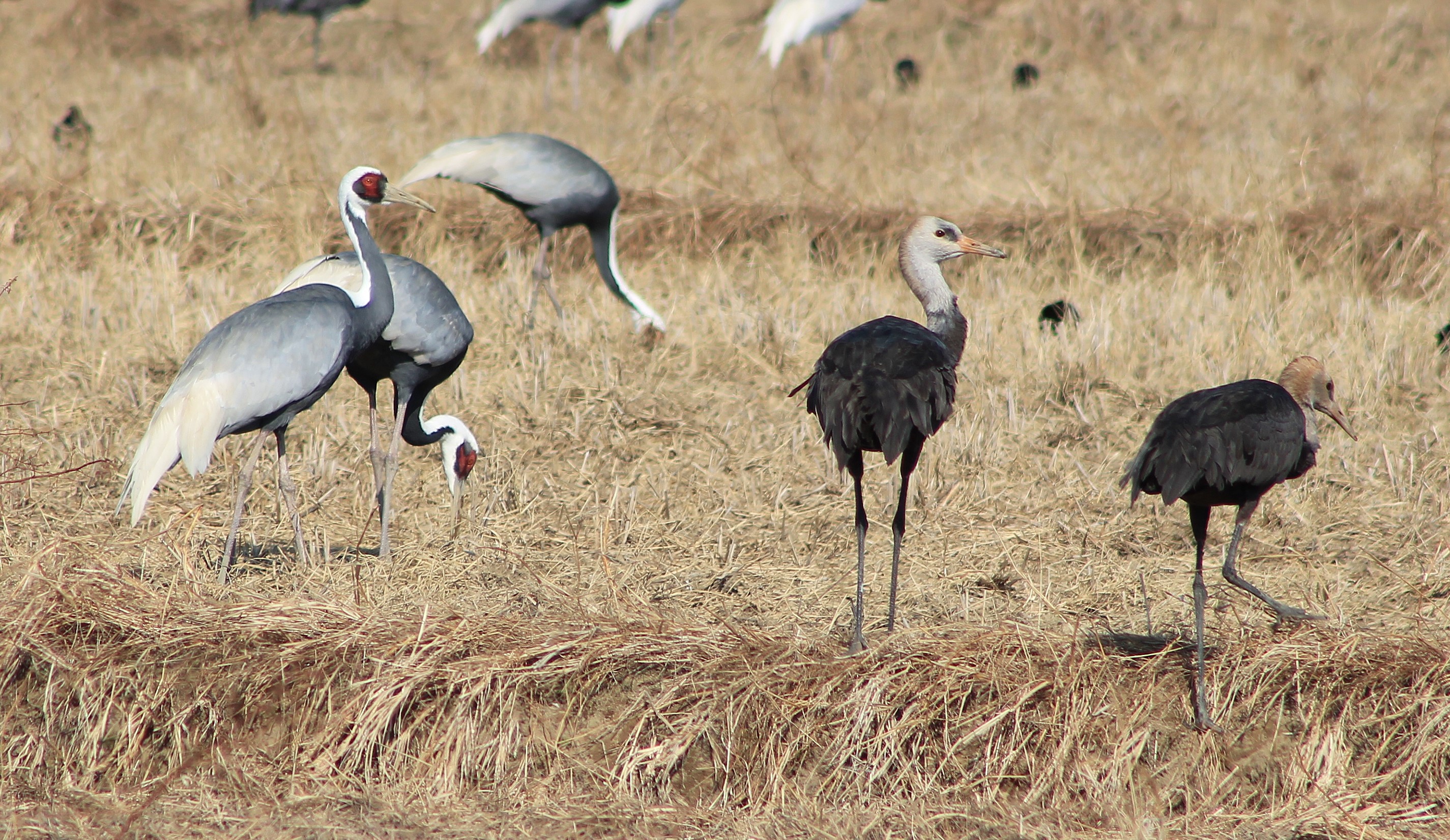 White-naped Cranes and Hooded Cranes