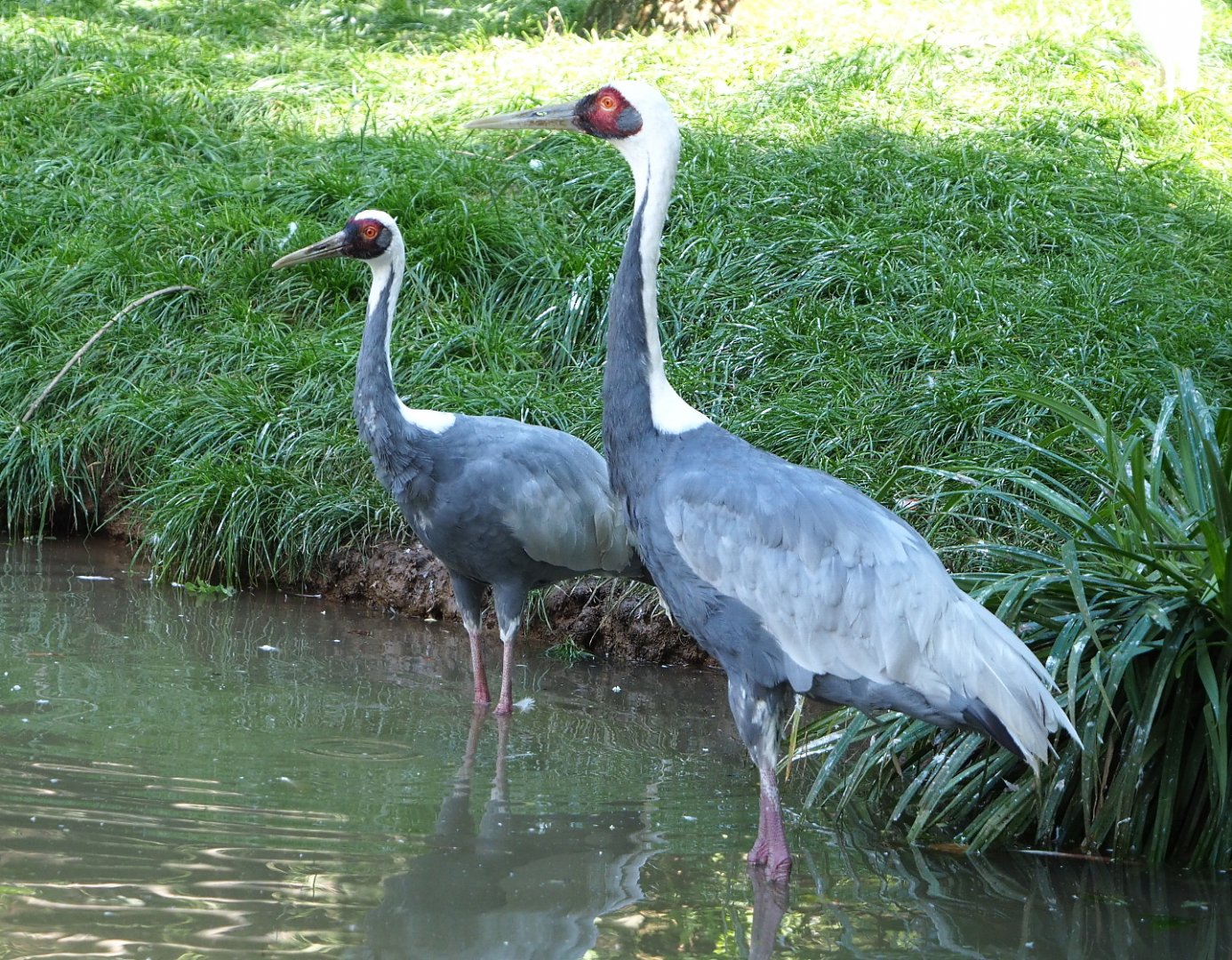 White-naped cranes (Antigone vipio), 2021-09-02