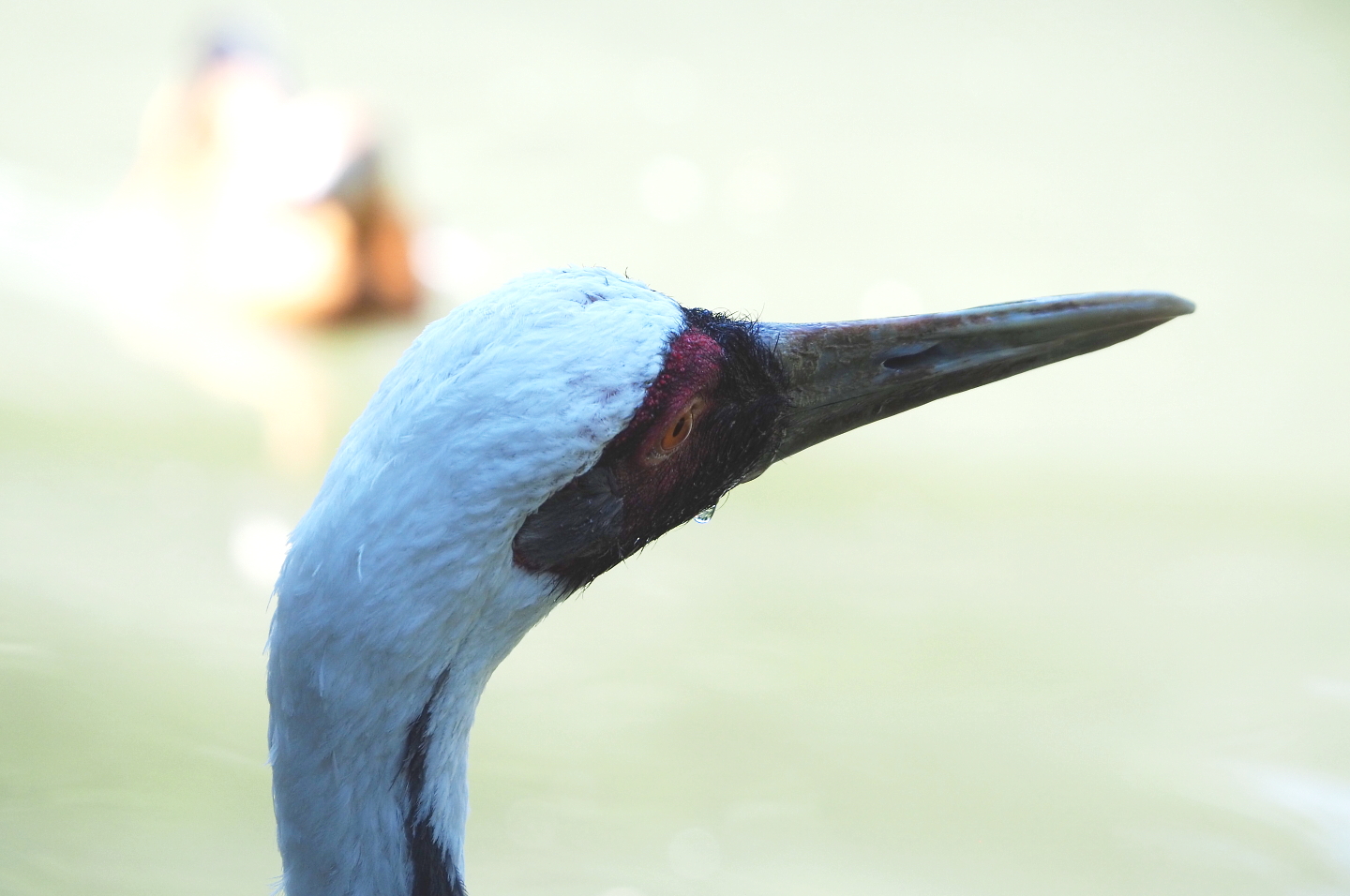 White-naped cranes(Antigone vipio), 2021-09-02