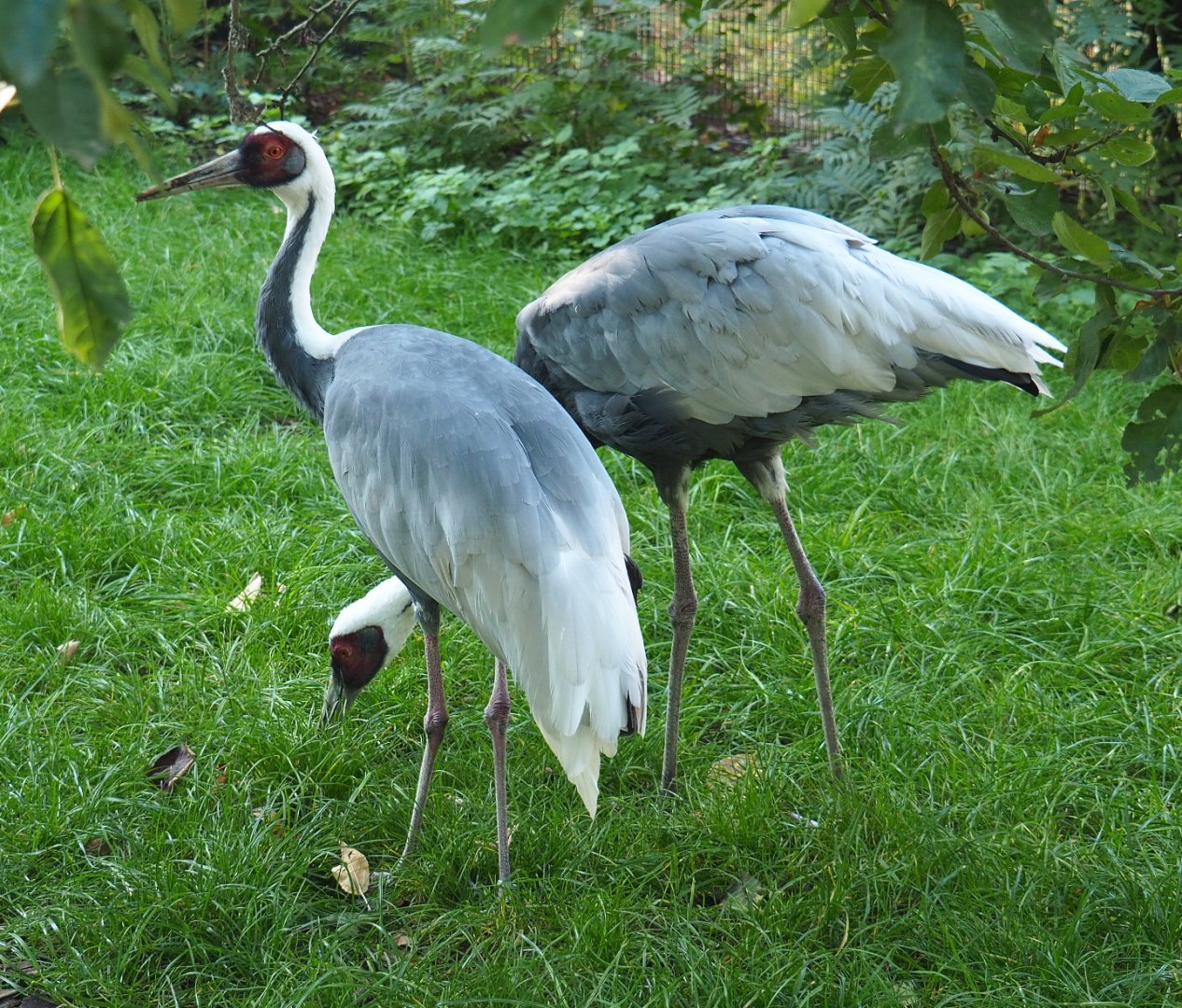 White-naped cranes (Antigone vipio), 2021-09-03