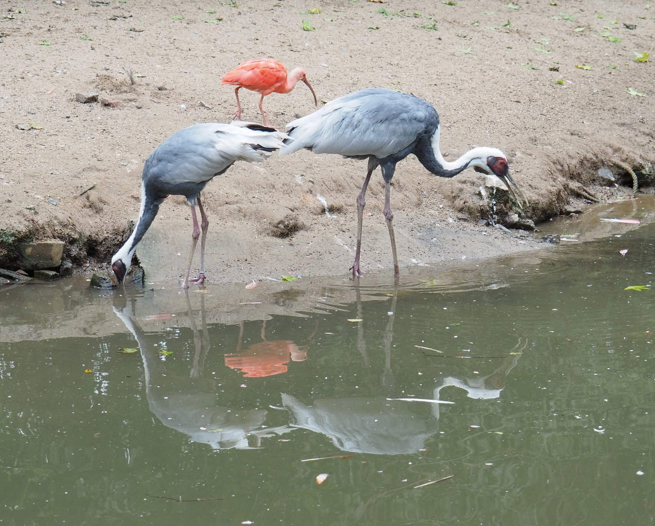 White-naped cranes (Antigone vipio), 2022-09-15