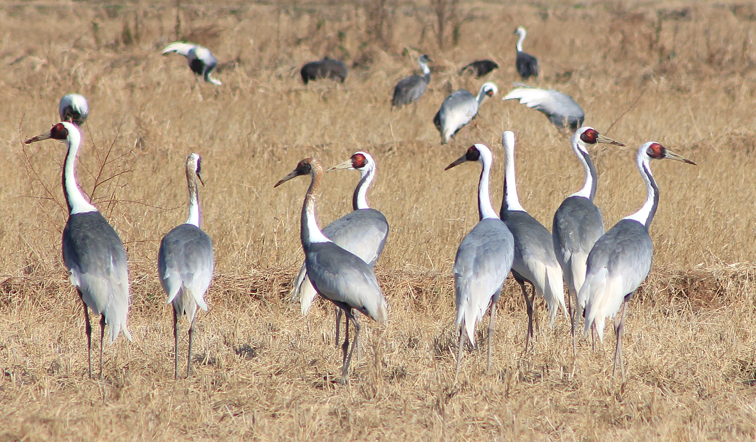 White-naped Cranes (Antigone vipio)