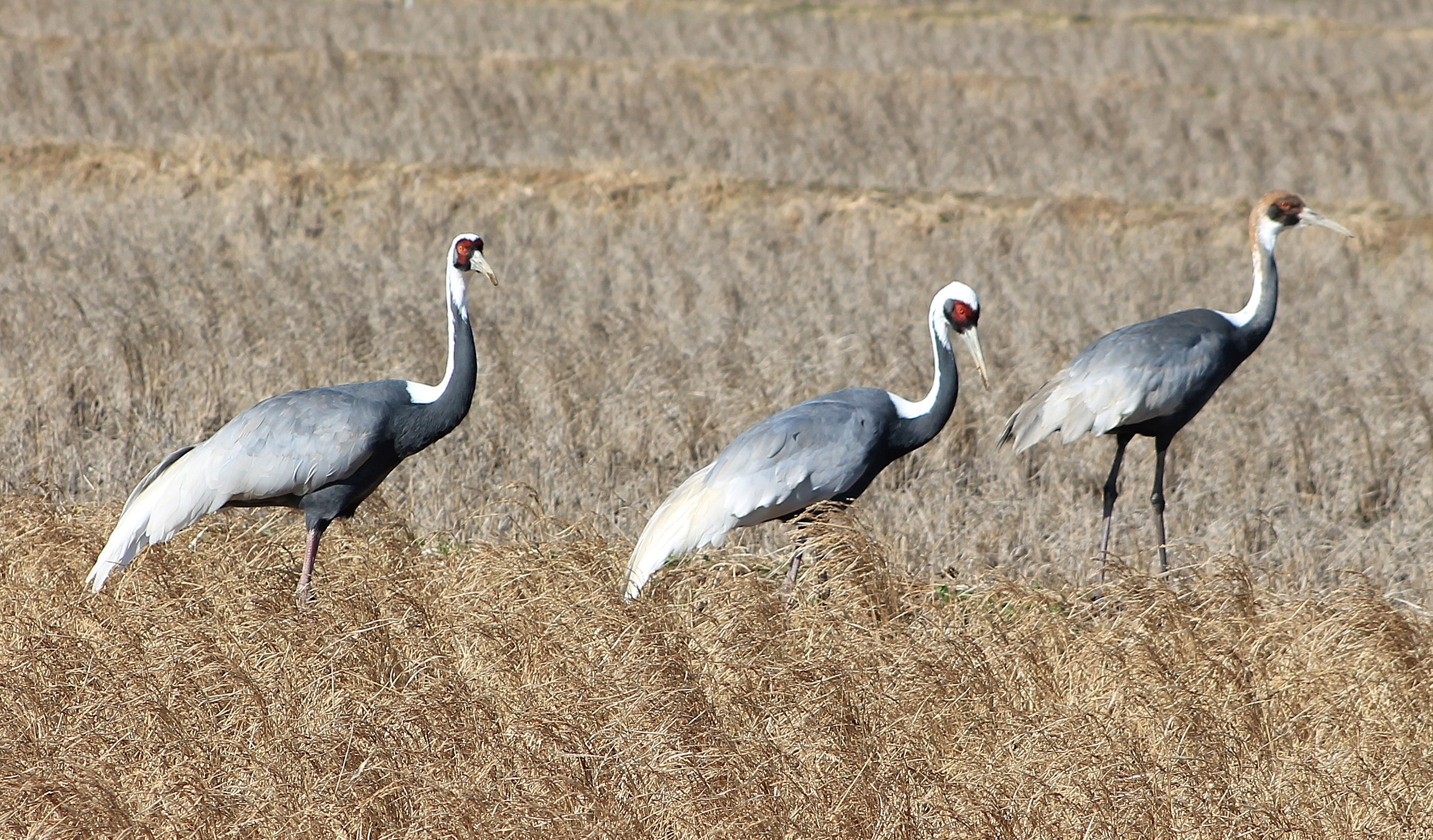 White-naped Cranes (Antigone vipio)