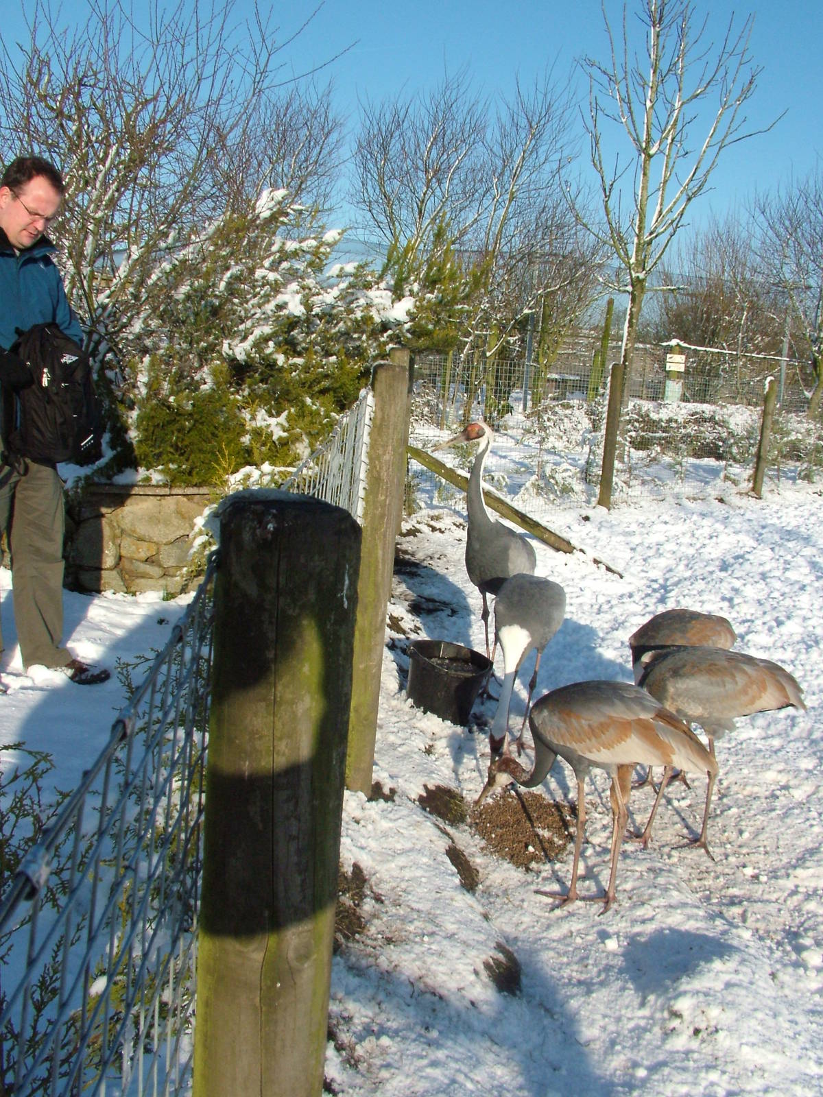 White-naped Cranes, Blackbrook in the Snow, 03/01/10