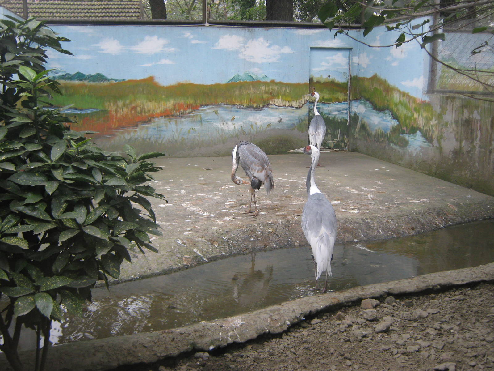 white-naped cranes (Grus vipio)