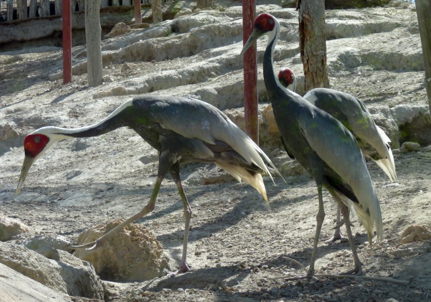 White-naped cranes (Grus vipio)