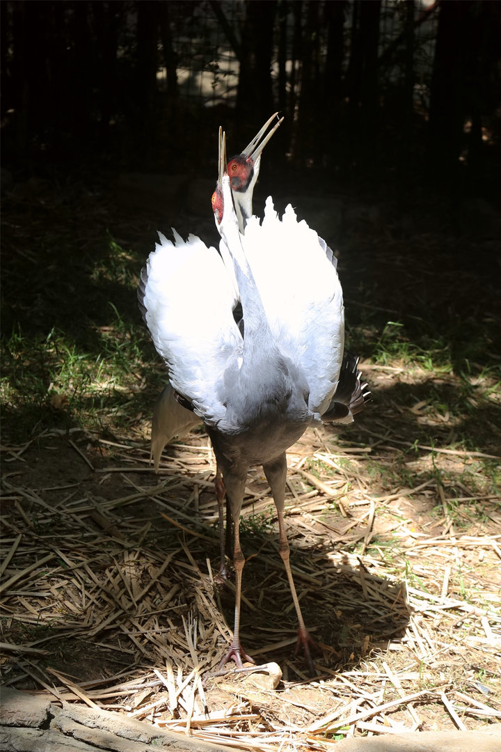 White-naped Cranes Singing, May 2018