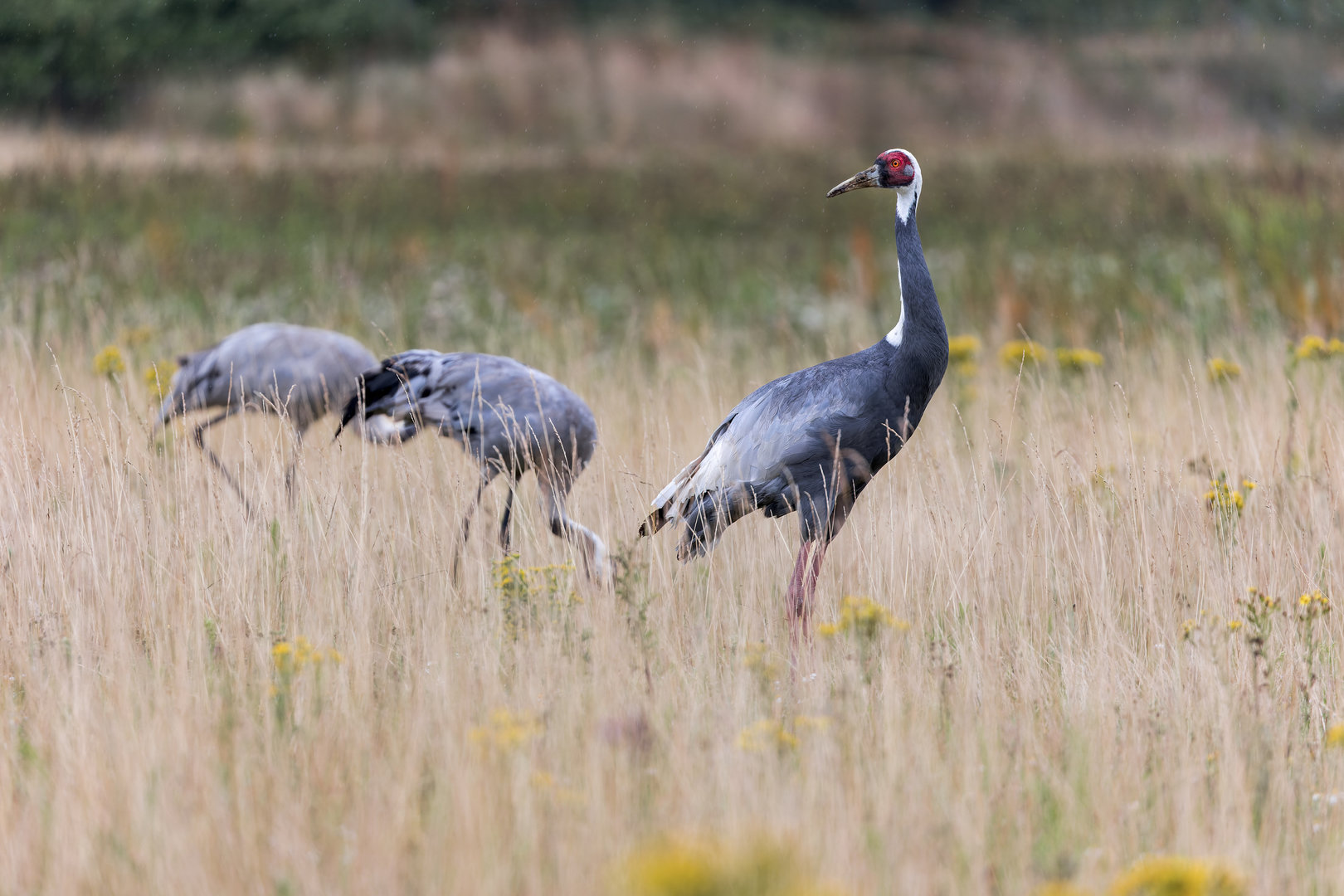 White-naped Cranes / Watatunga / 30-7-23