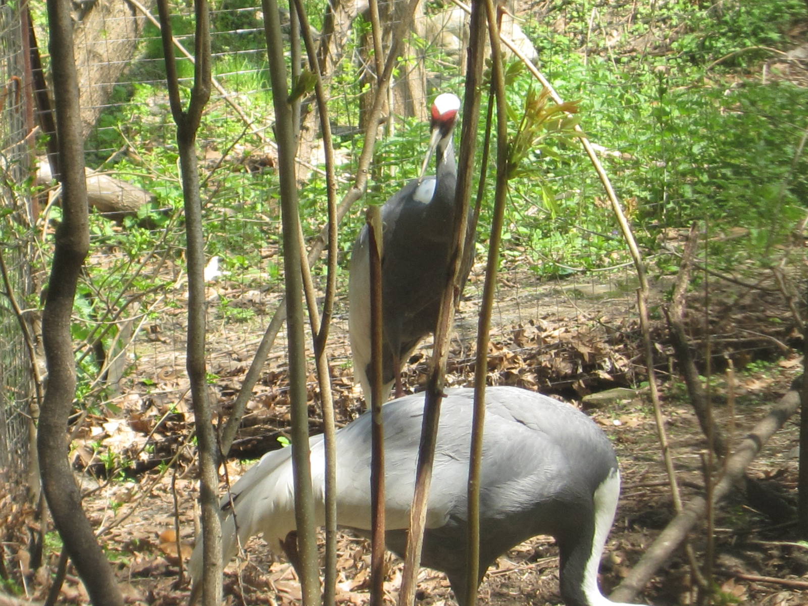 White-Naped Cranes